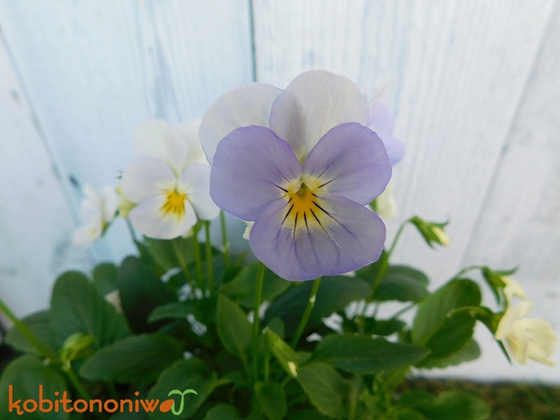 パンジービオラの花手入れ