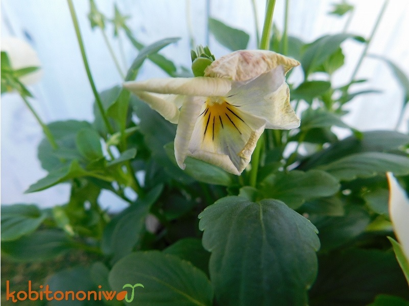 パンジービオラの花手入れ