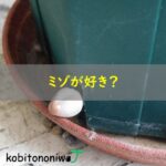 ミゾが好き？